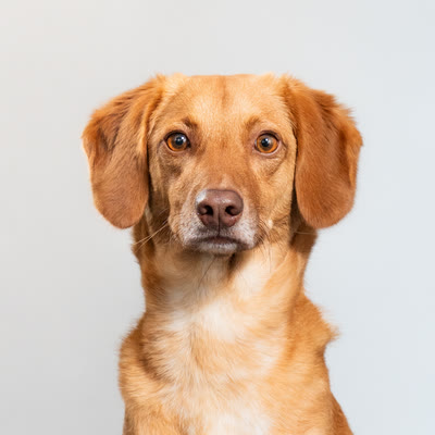 Teddy, der Bürohund von MedStar Personalleasing
